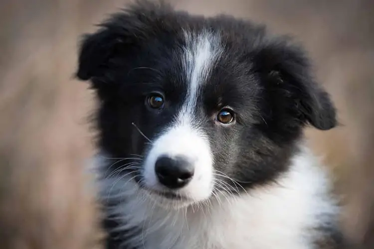 Border Collie Personality Unraveling the Traits and Temperament of this Remarkable Breed