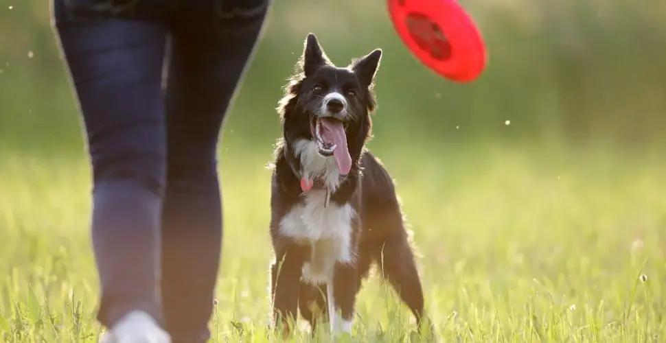 Border Collie Personality Unraveling the Traits and Temperament of this Remarkable Breed