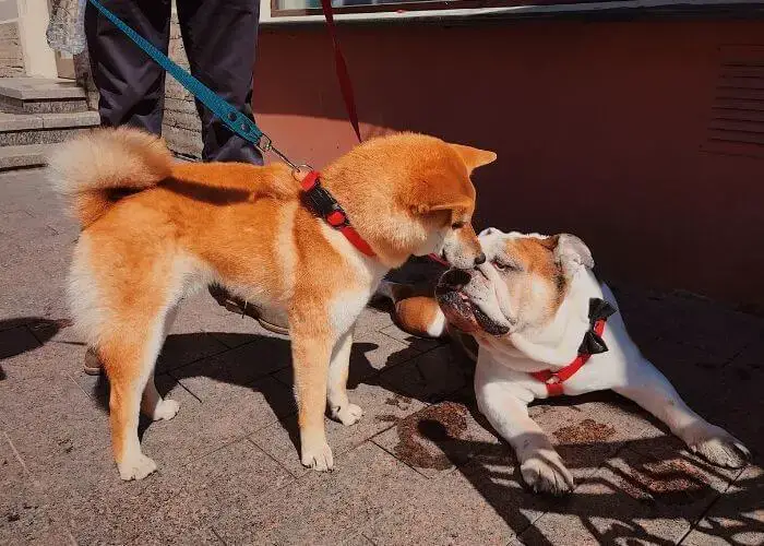 Shiba Inu Socialization Tips
