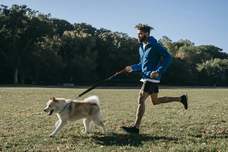 Shiba Inu Exercise Requirements Keeping Your Furry Friend Active and Happy