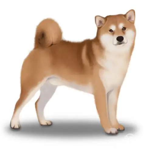 Shiba Inu Exercise Requirements Keeping Your Furry Friend Active and Happy