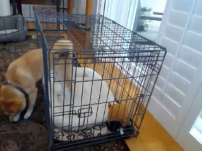 Miso - Shiba Inu Beginning Crate Training - YouTube