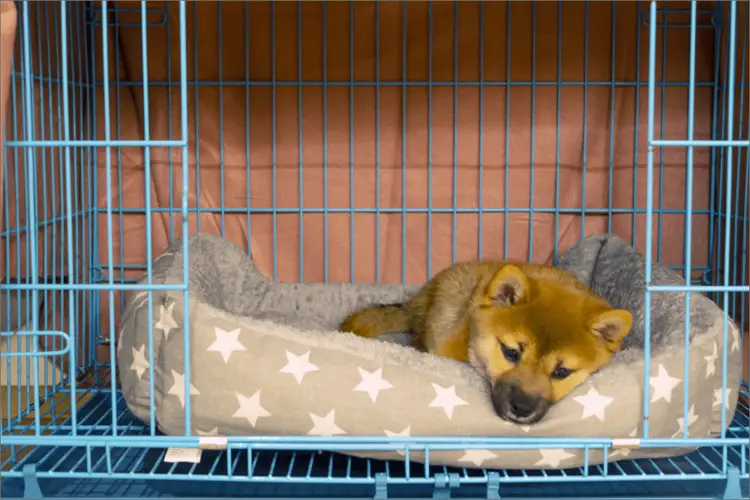How to Crate Train a Shiba Inu Puppy