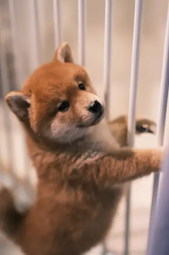 How to Crate Train a Shiba Inu Puppy
