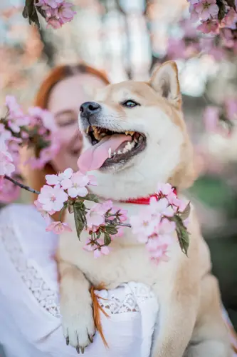 Shiba Inu Care Guide Everything You Need to Know to Keep Your Shiba Happy and Healthy