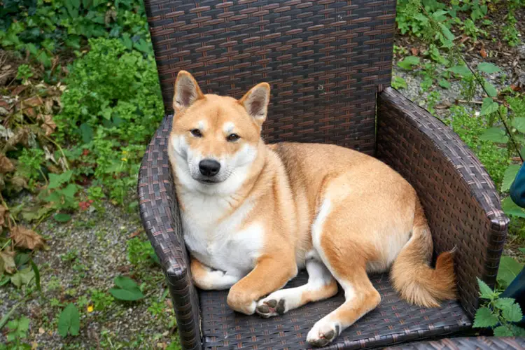 Shiba Inu Care Guide Everything You Need to Know to Keep Your Shiba Happy and Healthy