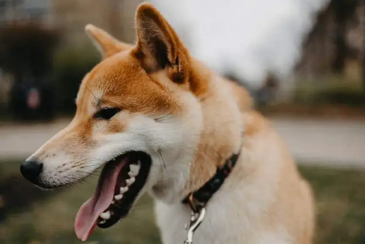 Shiba Inu Care Guide Everything You Need to Know to Keep Your Shiba Happy and Healthy