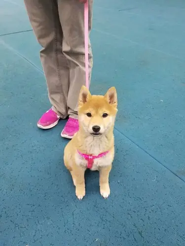 Shiba Inu Care Guide Everything You Need to Know to Keep Your Shiba Happy and Healthy