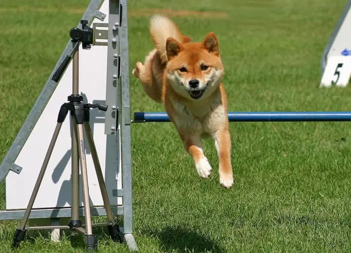 Shiba Inu Agility Training Unleashing the Potential of Your Spirited Companion