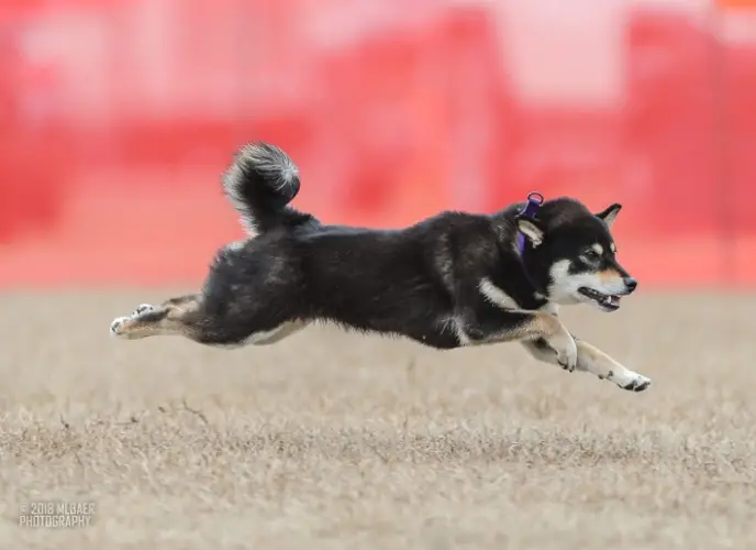 Shiba Inu Agility Training Unleashing the Potential of Your Spirited Companion