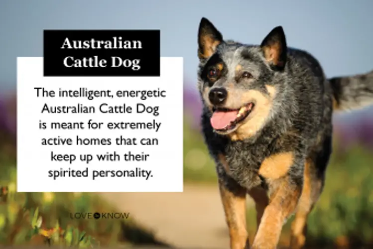 Australian Cattle Dog Exercise Requirements Keeping Your Pup Healthy