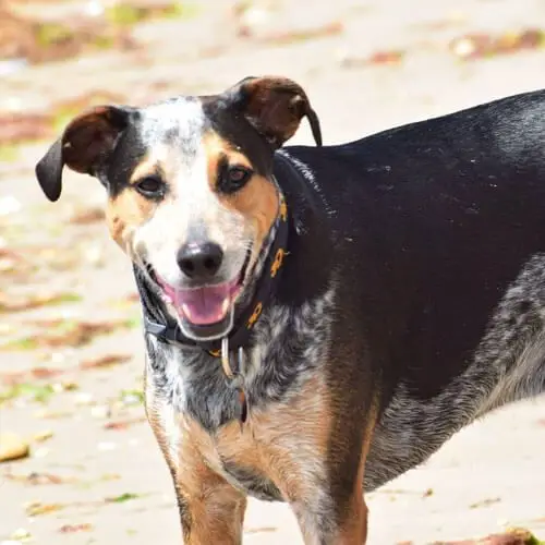 Australian Cattle Dog Exercise Requirements Keeping Your Pup Healthy