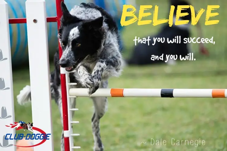 Australian Cattle Dog Agility Training How to Train Your ACD for the Ultimate Perf ormance