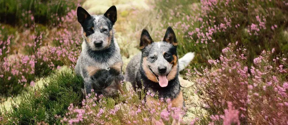 Australian Cattle Dog Agility Training How to Train Your ACD for the Ultimate Performance
