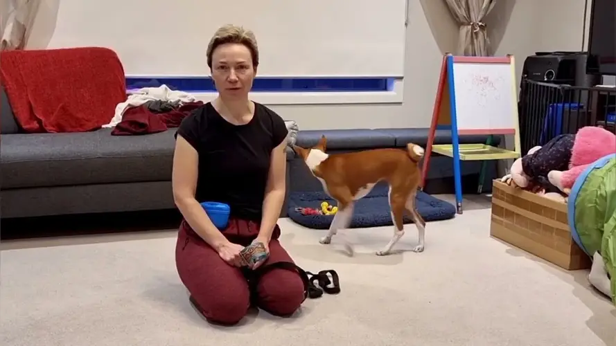 Basenji Exercise Requirements Keeping Your Dog Happy and Healthy