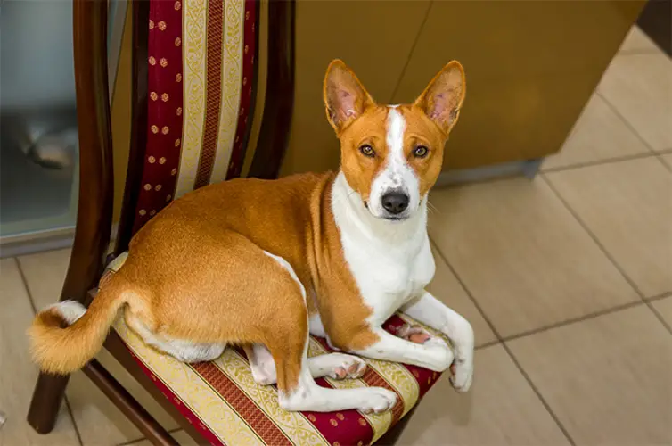 Basenji Exercise Requirements Keeping Your Dog Happy and Healthy