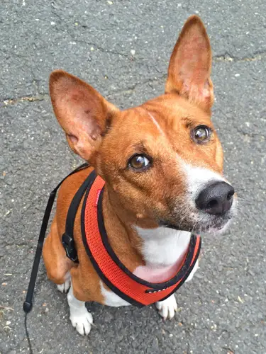 Basenji Exercise Requirements Keeping Your Dog Happy and Healthy