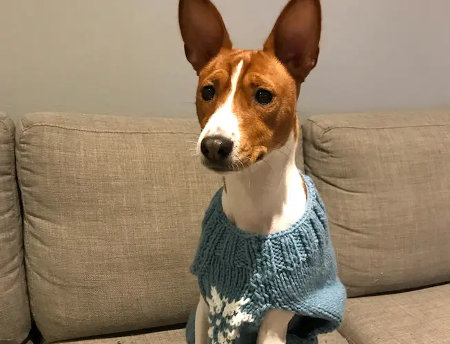 Basenji Shedding Expert Guide on Managing Your Low-Shedding Dog