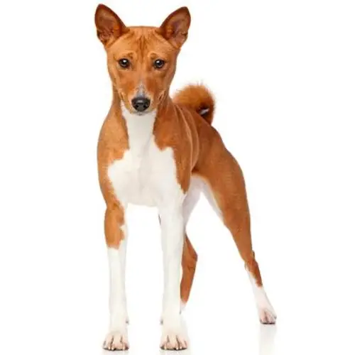 Basenji Shedding Expert Guide on Managing Your Low-Shedding Dog