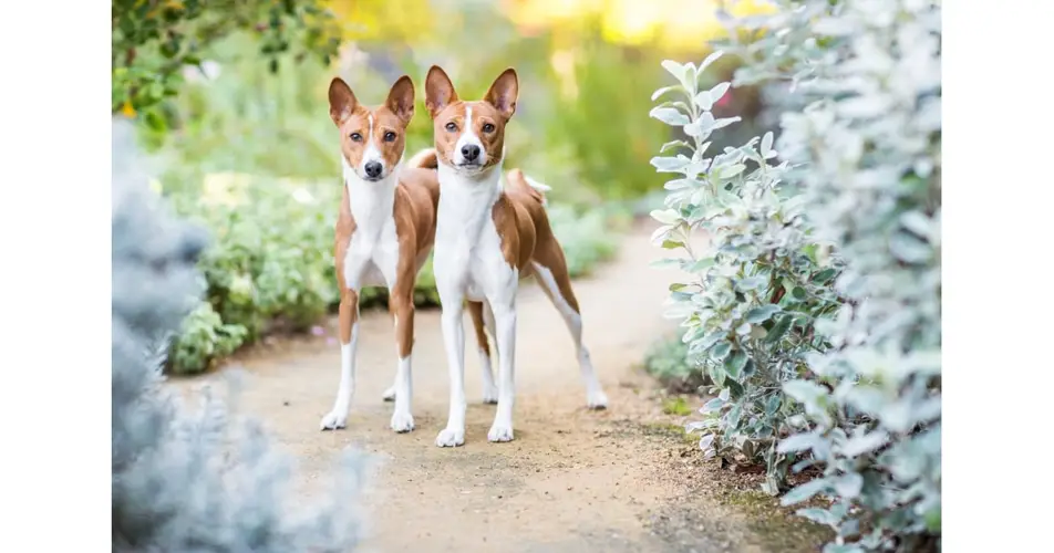 Basenji Shedding Expert Guide on Managing Your Low-Shedding Dog