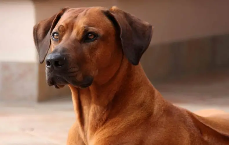 All You Need to Know About Rhodesian Ridgeback Characteristics