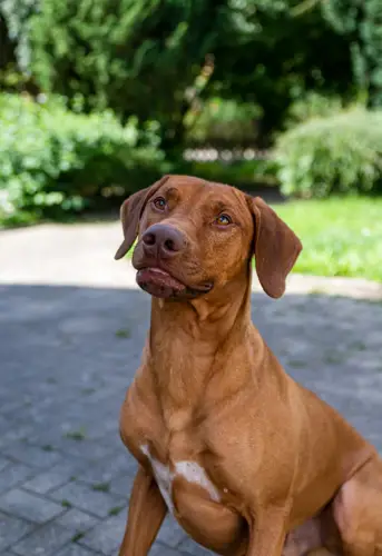 All You Need to Know About Rhodesian Ridgeback Characteristics