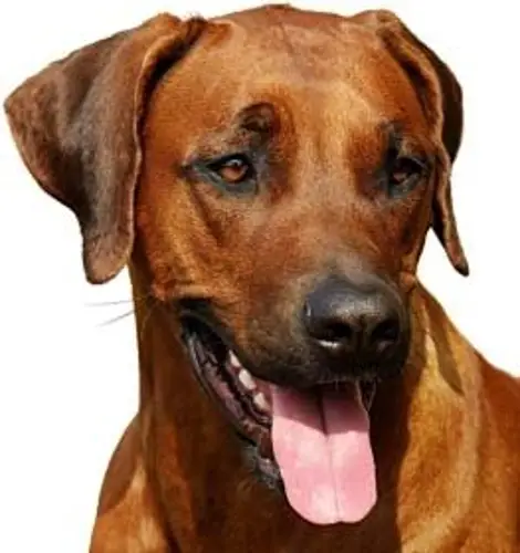 All You Need to Know About Rhodesian Ridgeback Characteristics