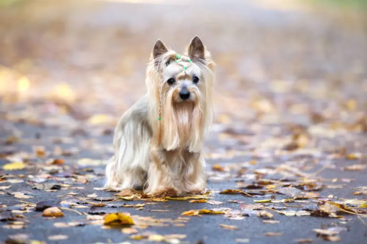 Australian Terrier Characteristics An Expert Guide