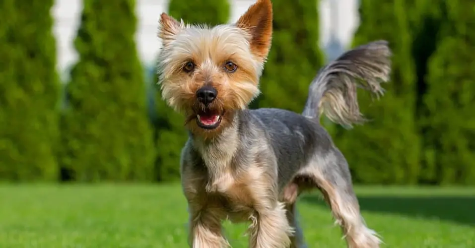 Australian Terrier Characteristics An Expert Guide