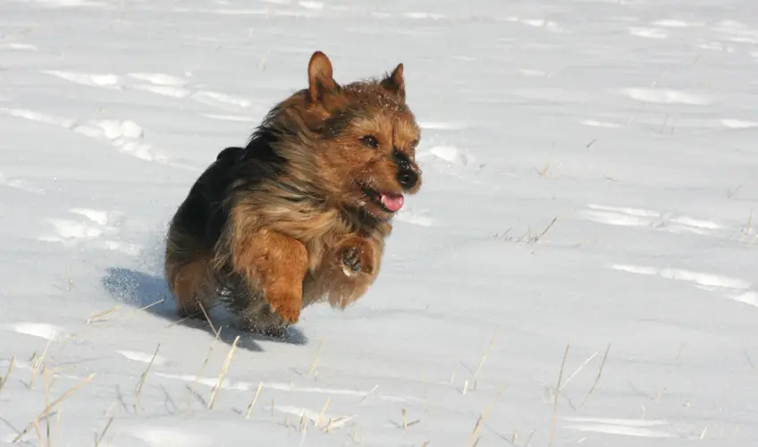 Australian Terrier Characteristics An Expert Guide