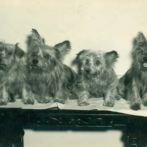 The Fascinating History of Australian Terriers