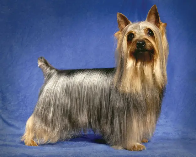 The Fascinating History of Australian Terriers