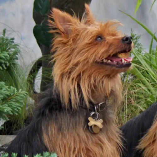 The Fascinating History of Australian Terriers