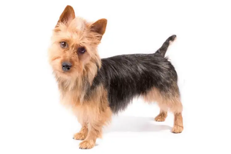 The Fascinating History of Australian Terriers