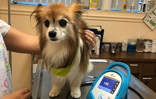 Boulevard Animal Hospital logo