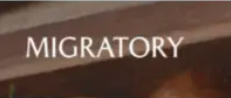 Migratory Story 