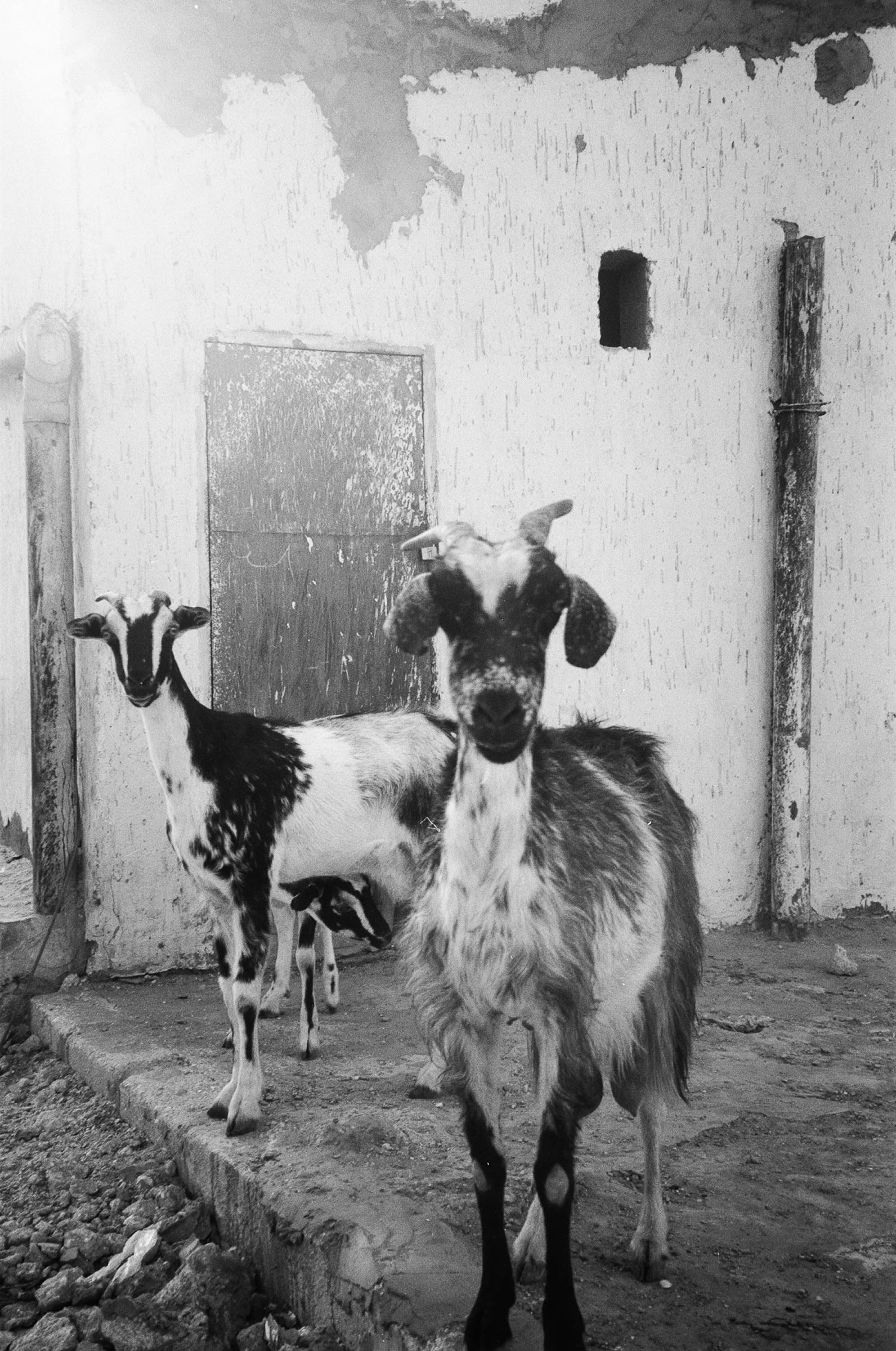 Photograph by Bechir Gueled