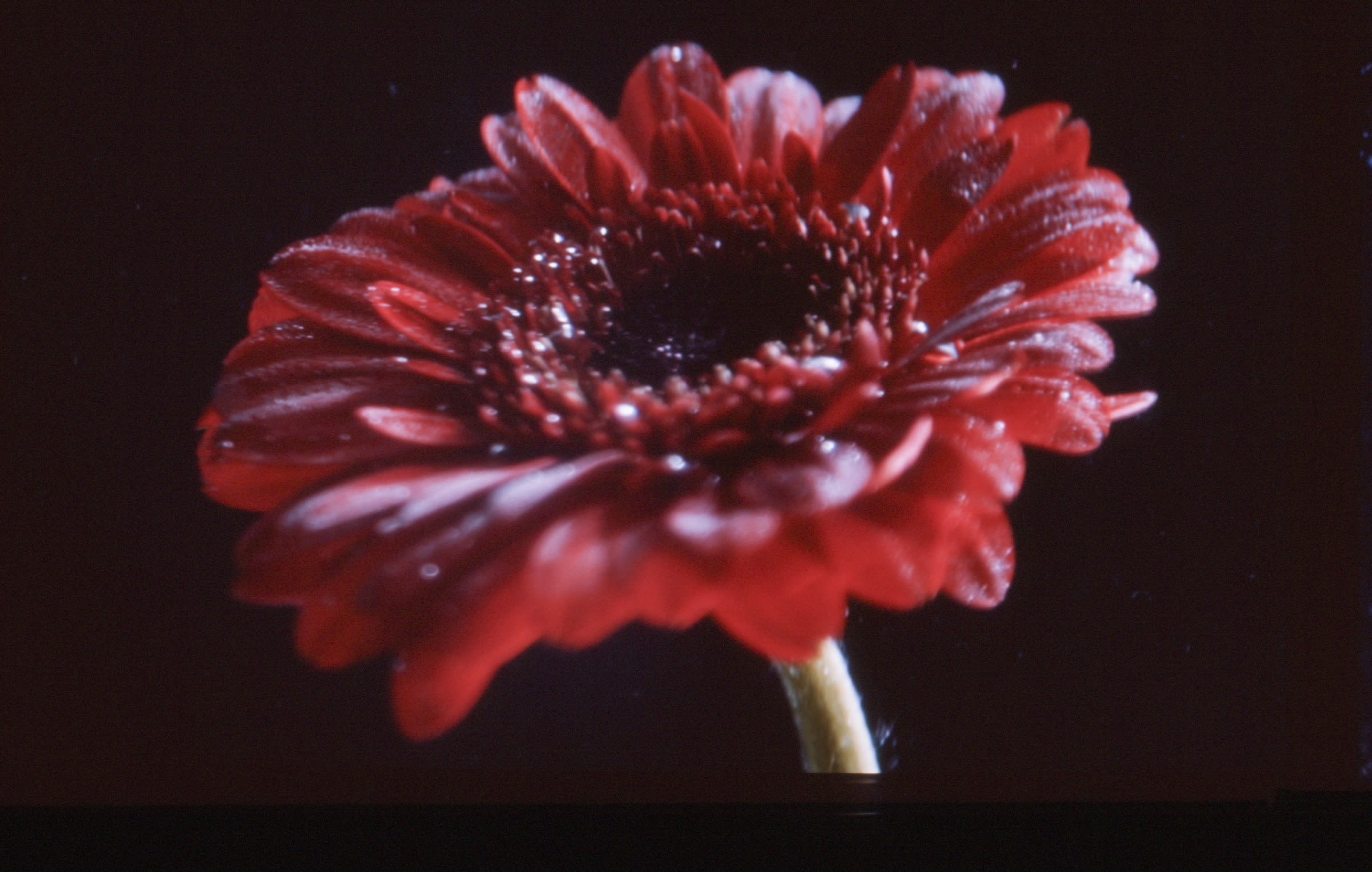 Photograph by Bechir Gueled