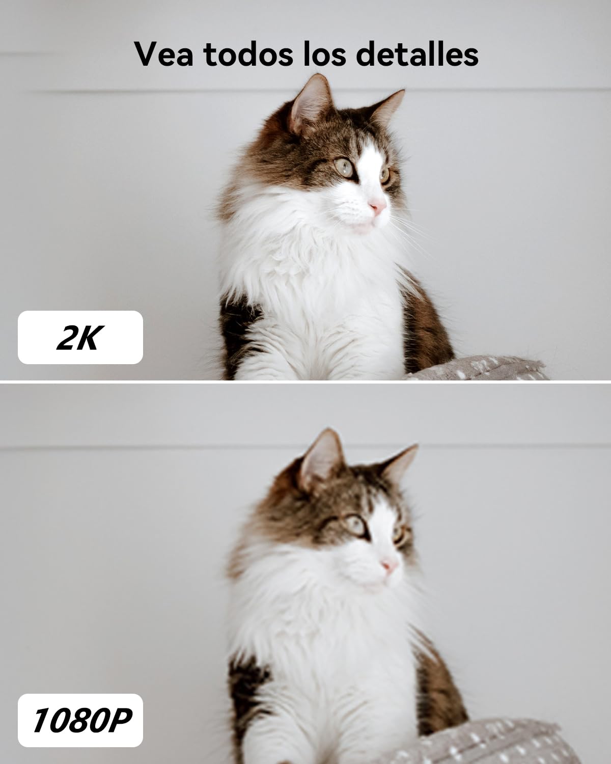 Comparativa de calidad de imagen 2K vs 1080P con gato blanco y marrón