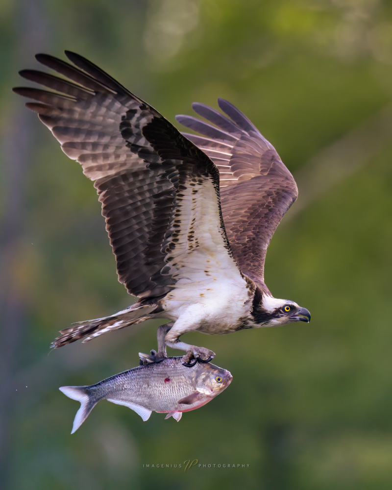 Osprey's Bounty