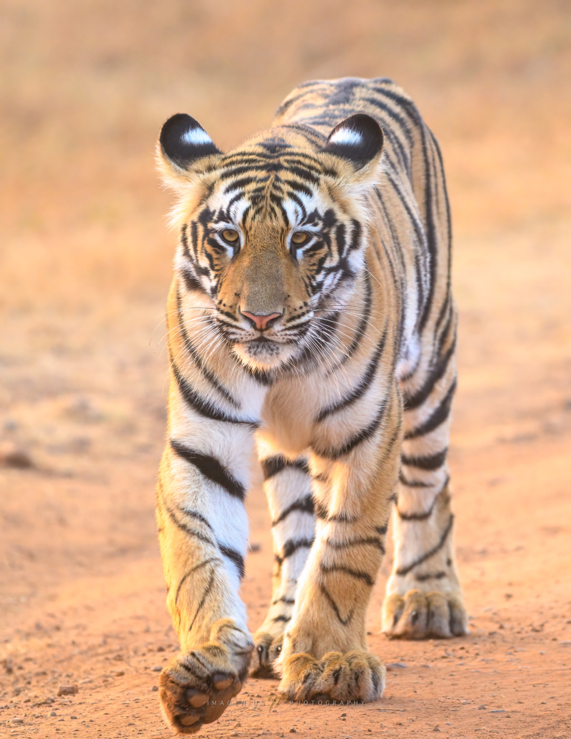 Bengal Stride