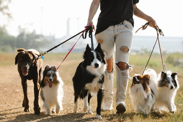 Dog walker service using appointment reminders