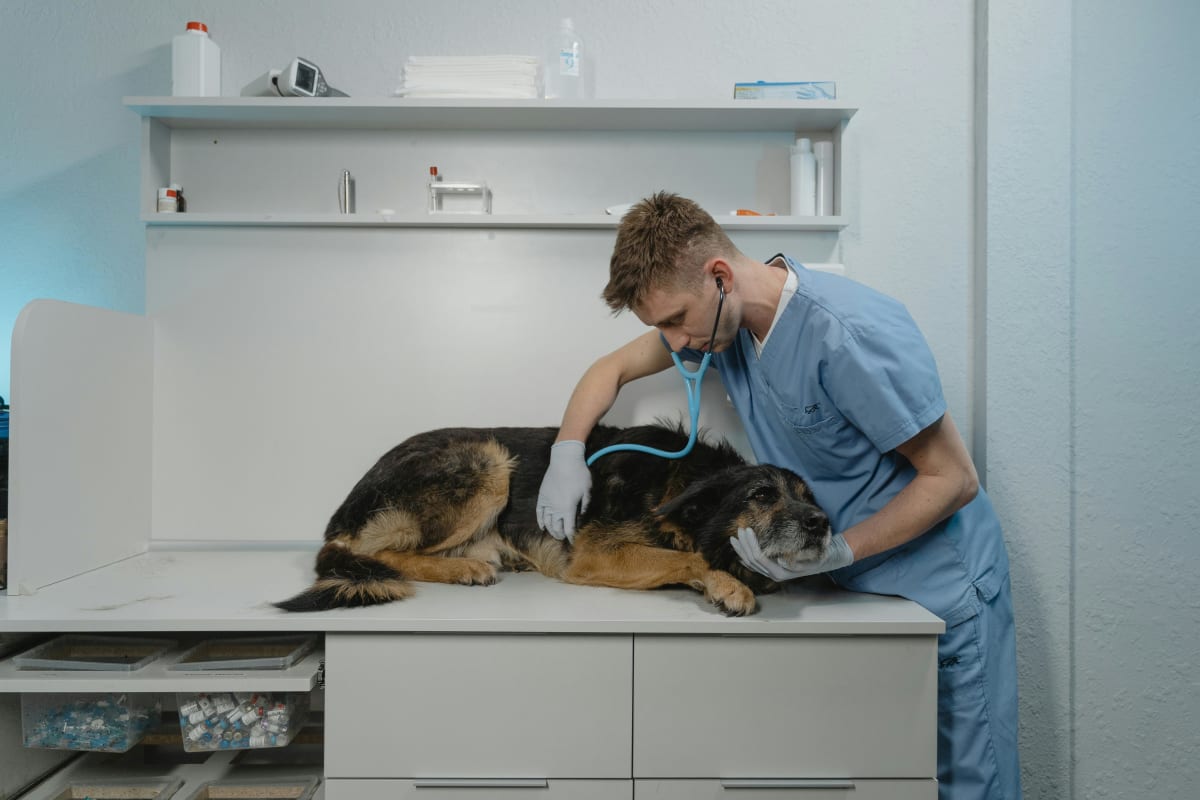 veterinary care because of appointment reminders