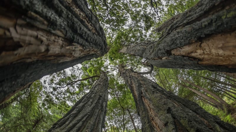 Primordial Qigong: Vibrant Health, Harmony with the Tao