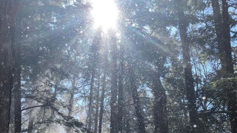 Kripalu Outdoors: Winter Forest Bathing