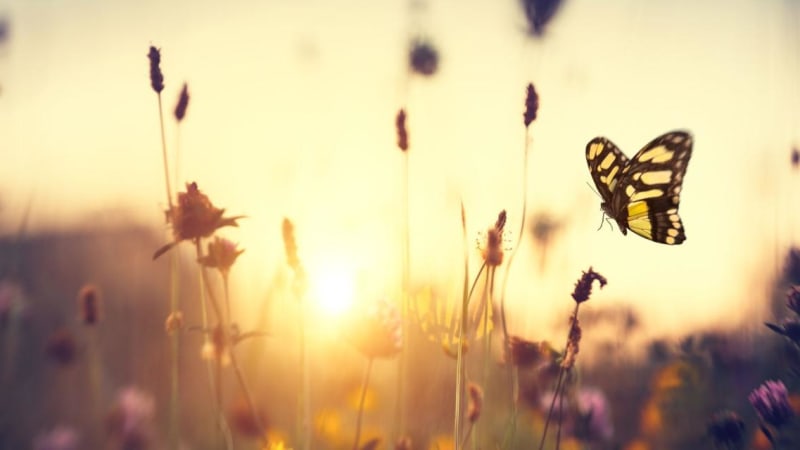 Grief, Loss, and Renewal: Savoring Life's Lessons