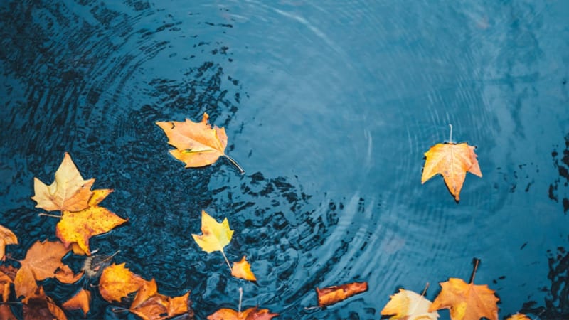 The Doorway into Thanks: A Mary Oliver Retreat