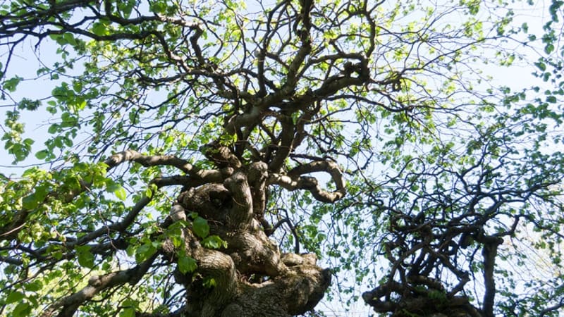 Come Back to You: Movement, Reflection, and Deep Rest