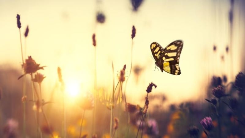 Grief, Loss, and Renewal