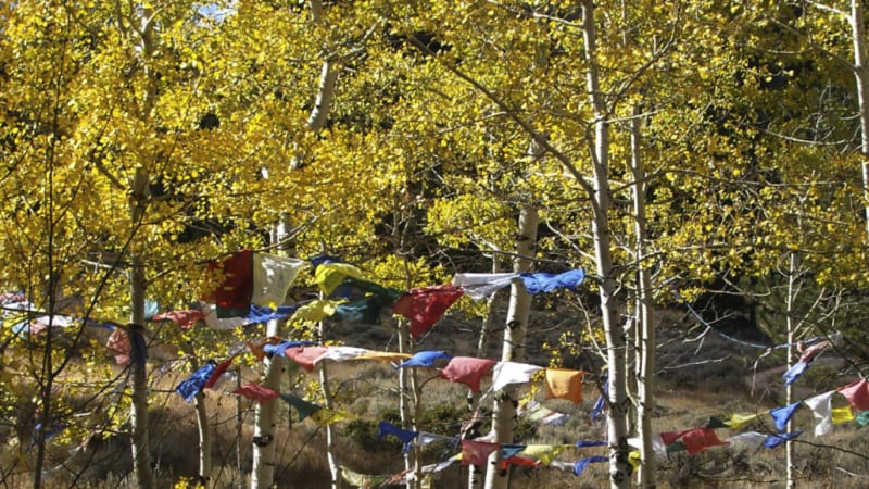 Foundations of Meditation II: Deepening on the Path